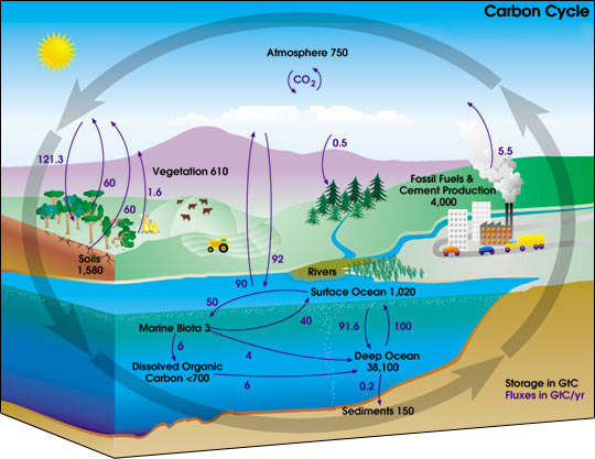 The Carbon Cycle