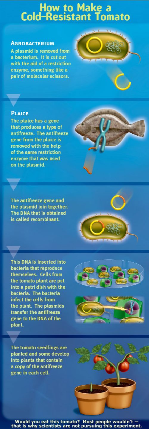 How to Make a Cold-Resistant Tomato
