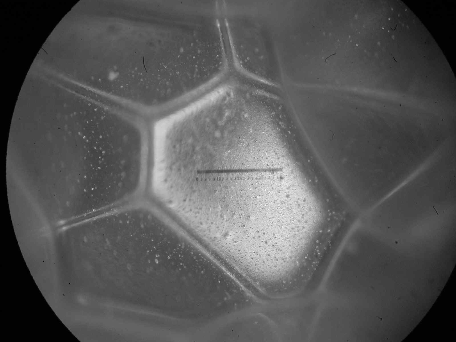 Polyhedral Bubbles in Polyurethane Foam