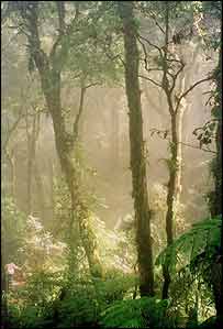 In the Mexican Mist (Image: Philip Bubb)