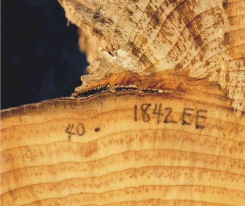 Section of a SW White Pine with Scar from Wildfire