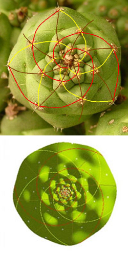 Computer Simulation (bottom) of Spiral Patterns in a Cactus (top)