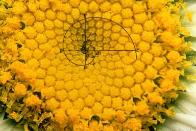 The Arrangement of Seeds in a Sunflower