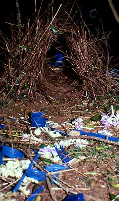 Satin Bowerbird <EM>Ptilonorhycnhus Violaceus</EM> and His Blue-Littered Bower